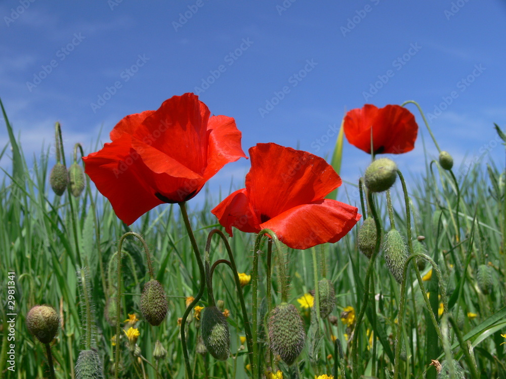 Fototapeta premium coquelicots au vent