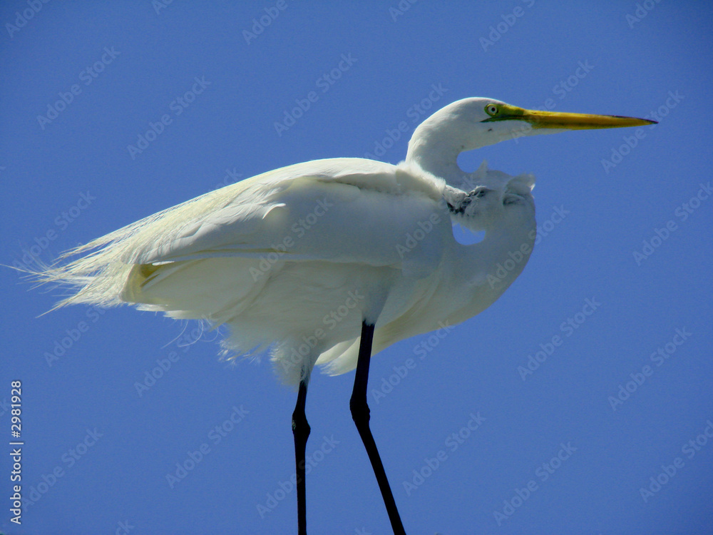 egret on a rooftop