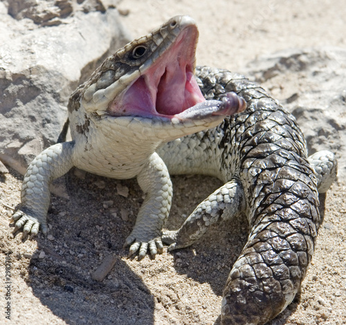 blue tongue lizard with mouth open