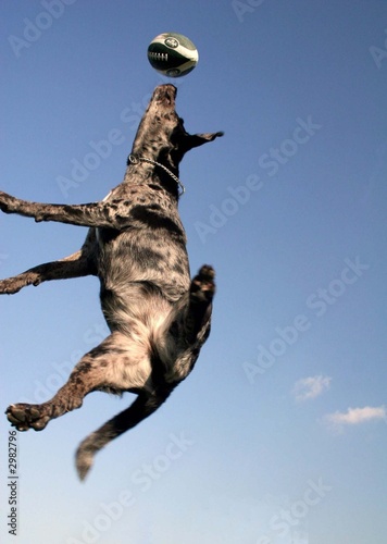 dog playing football