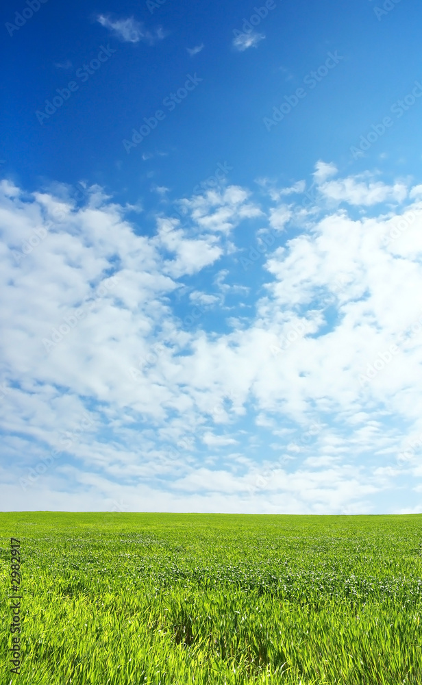 wheat field over beautiful blue sky 4 wheat field over beautiful blue sky 4