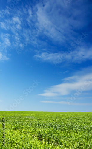wheat field over beautiful blue sky 3