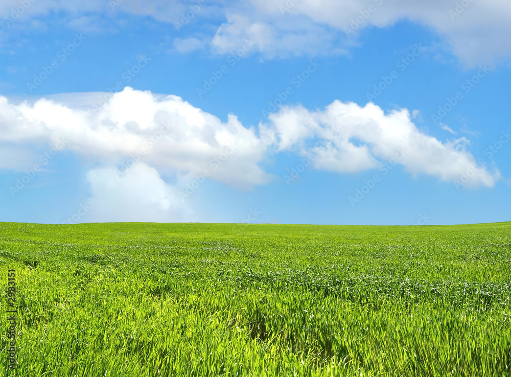 wheat field over beautiful blue sky 5 wheat field over beautiful blue sky 5