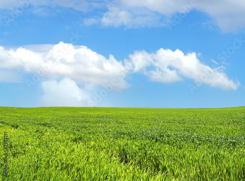 wheat field over beautiful blue sky 5