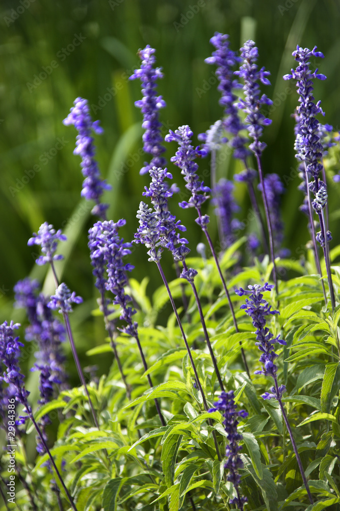 Fototapeta premium Lavender flower.