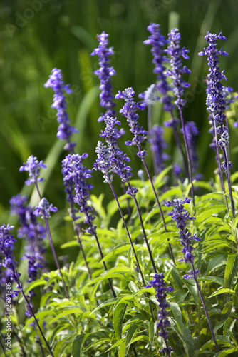 Fototapeta Naklejka Na Ścianę i Meble -  Lavender flower.