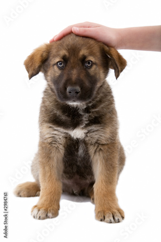 Fototapeta Naklejka Na Ścianę i Meble -  puppy dog enjoys being stroked