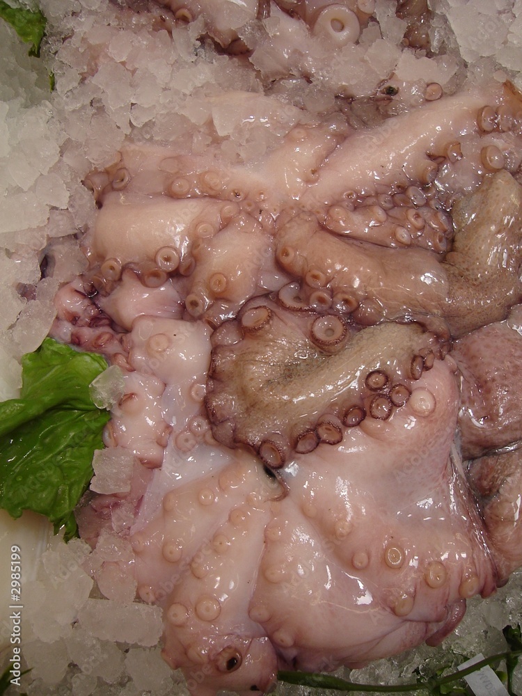 squid for sale 02