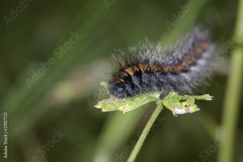 black-orange caterpillar