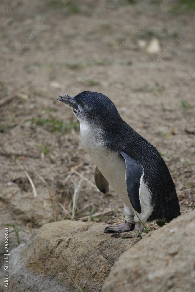 Naklejka premium penguin