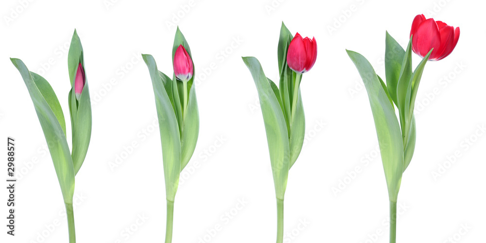 Obraz premium spring is comming