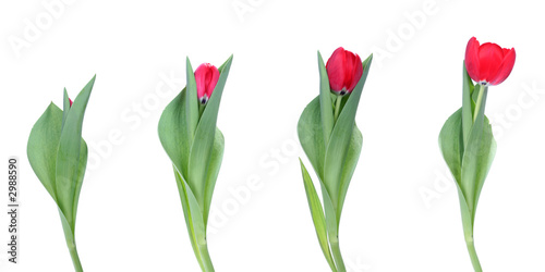 Fototapeta Naklejka Na Ścianę i Meble -  spring is comming
