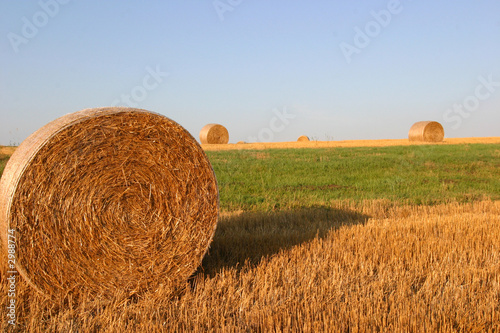 hay bale in the round