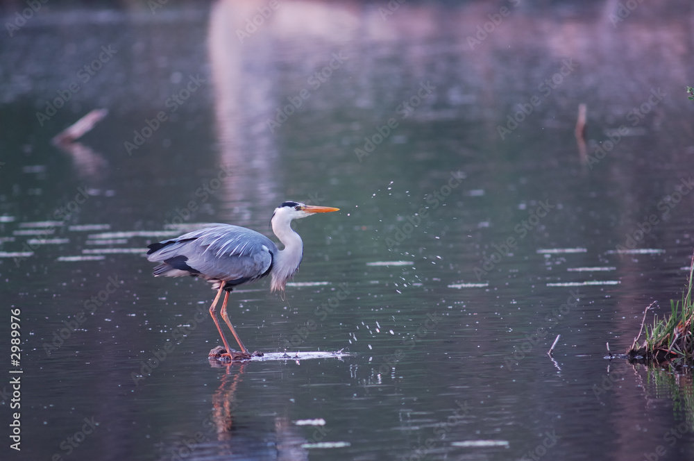 Fototapeta premium héron