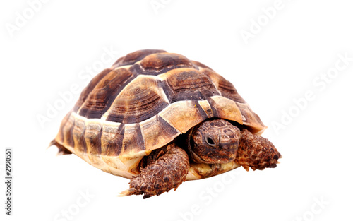 isolated tortoise