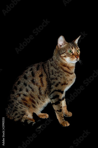 bengal cat © Pixel Memoirs