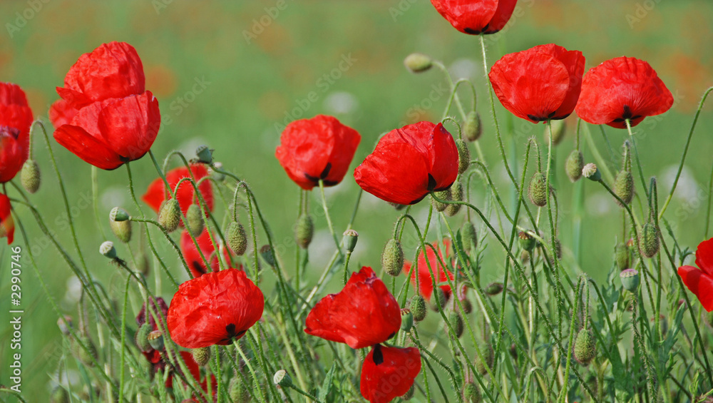 Obraz premium coqulicot 16/9