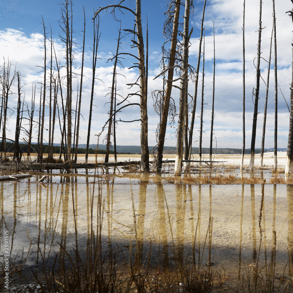 shoreline at yellowstone national park, wyoming. shoreline at yellowstone national park, wyoming.