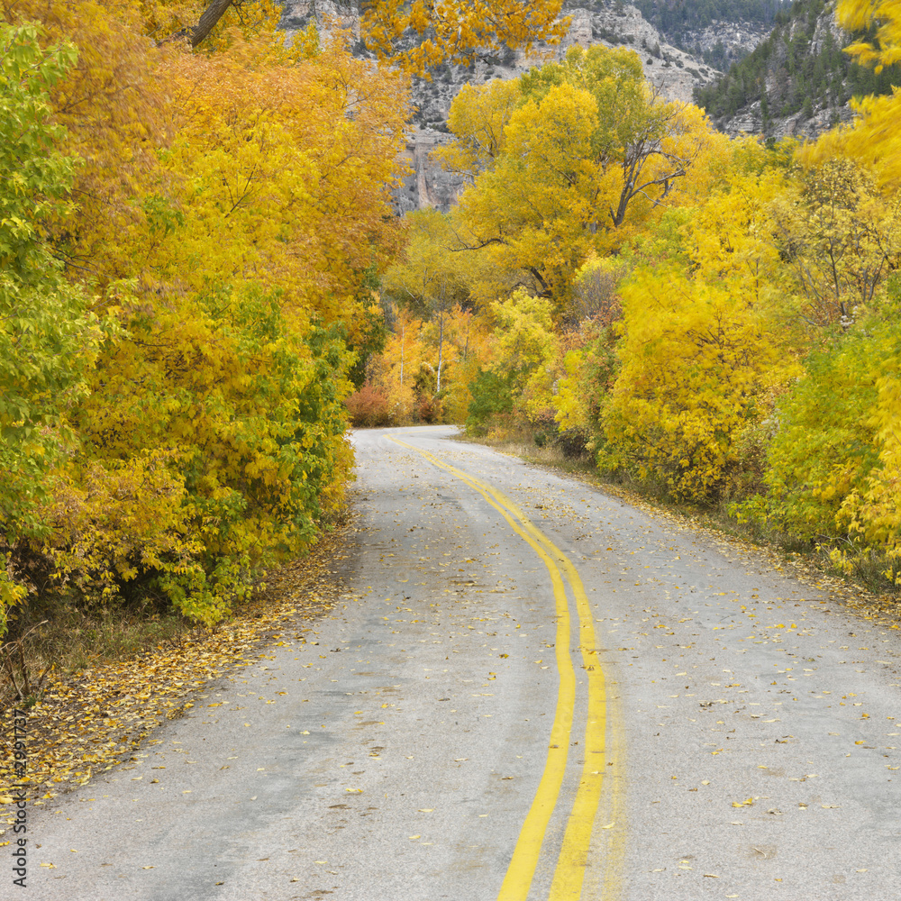 road cutting through aspen trees.