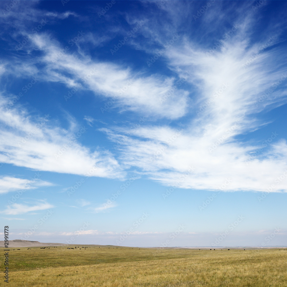 field and sky with cirrus clouds. field and sky with cirrus clouds.