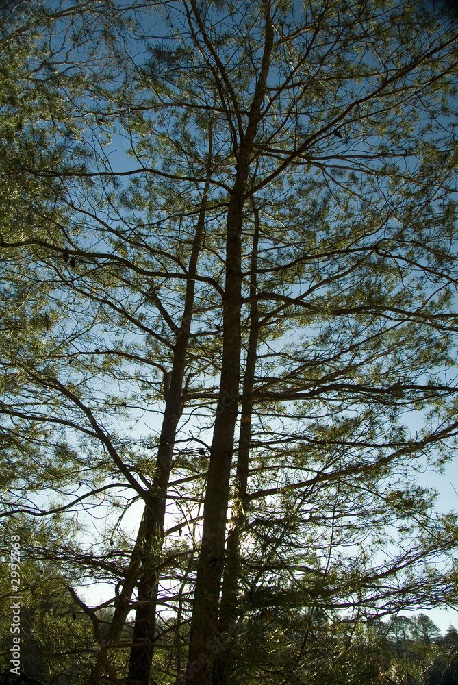 spring trees in the smoky mountains spring trees in the smoky mountains