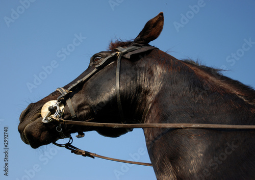 fier destrier
