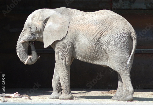 elephant