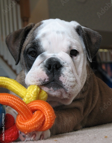 bulldog