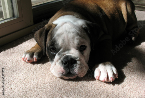 bulldog puppy