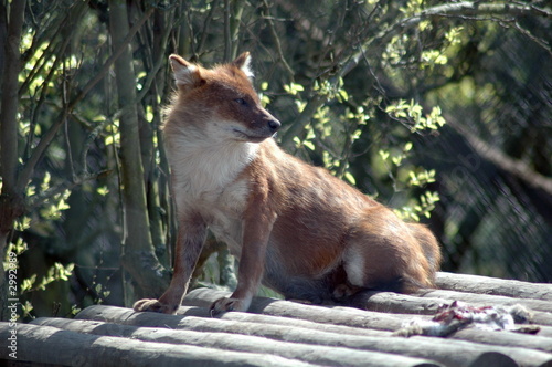 dhole