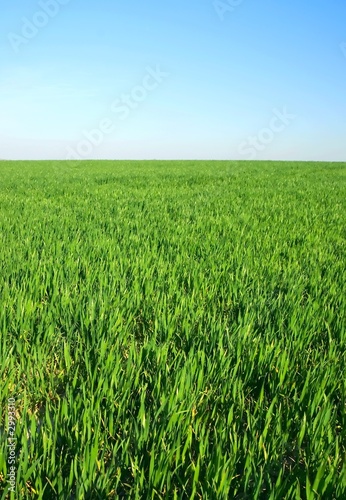 green grass on horzon with blue sky
