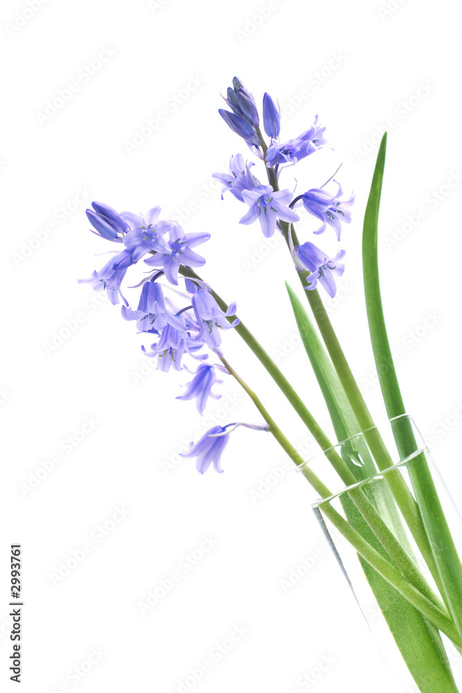 Fototapeta premium bluebells
