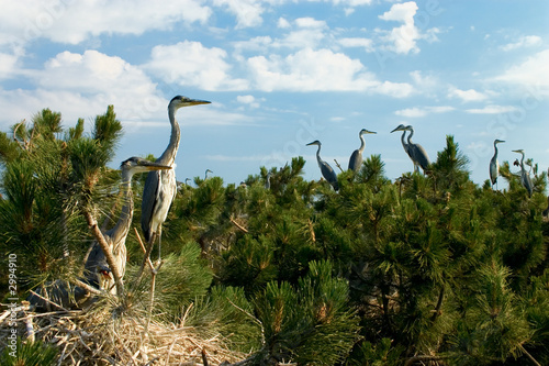 heron's nest colony