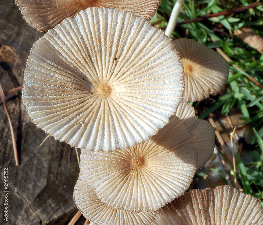 wild mushrooms wild mushrooms