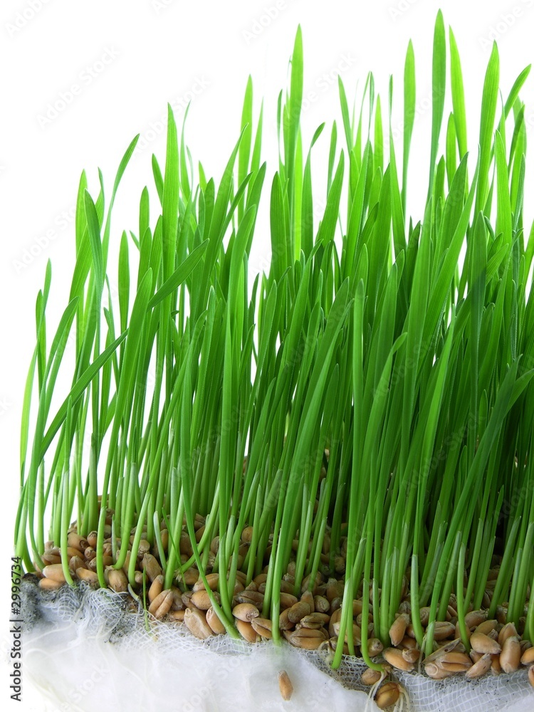 Obraz premium germination of wheat