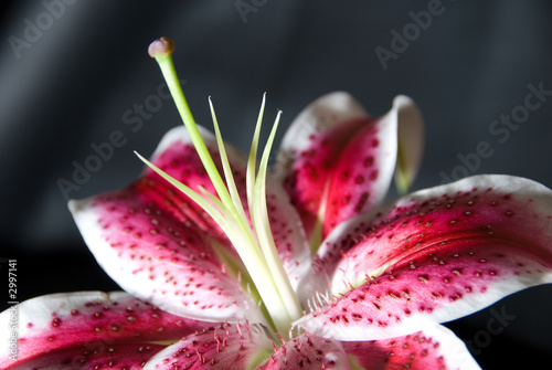 Fototapeta Naklejka Na Ścianę i Meble -  stargazer lily - shallow depth of field