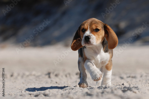 Photo beagle puppy