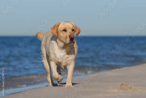 labrador on the beach