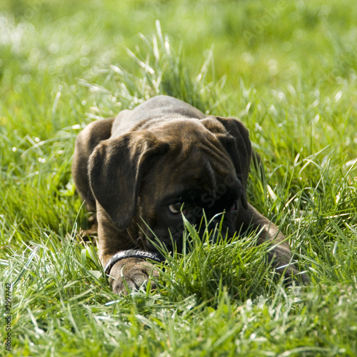 dog photo