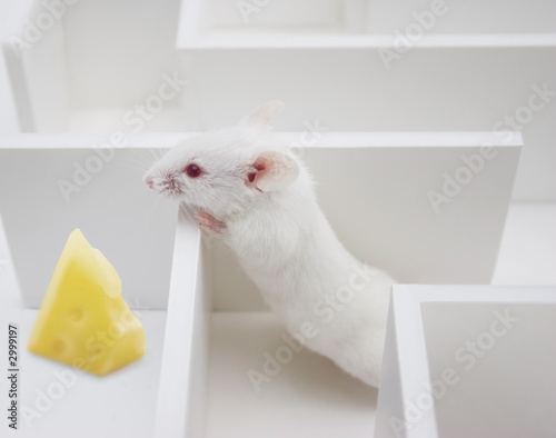 Fotografie finding cheese