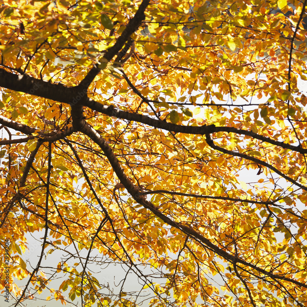 elm tree in fall color elm tree in fall color