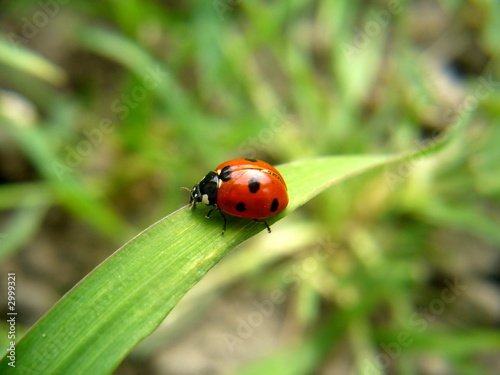 ladybird