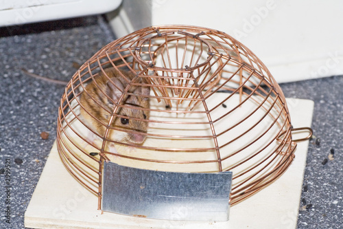 trapped mouse