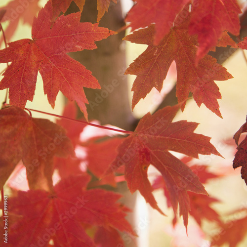 multiple red autumn maple leaves.