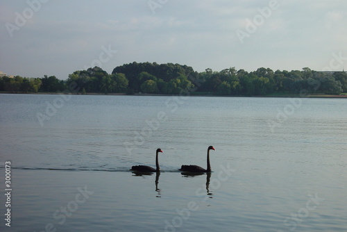 2 black swans in canberra © Benn Wyldeck