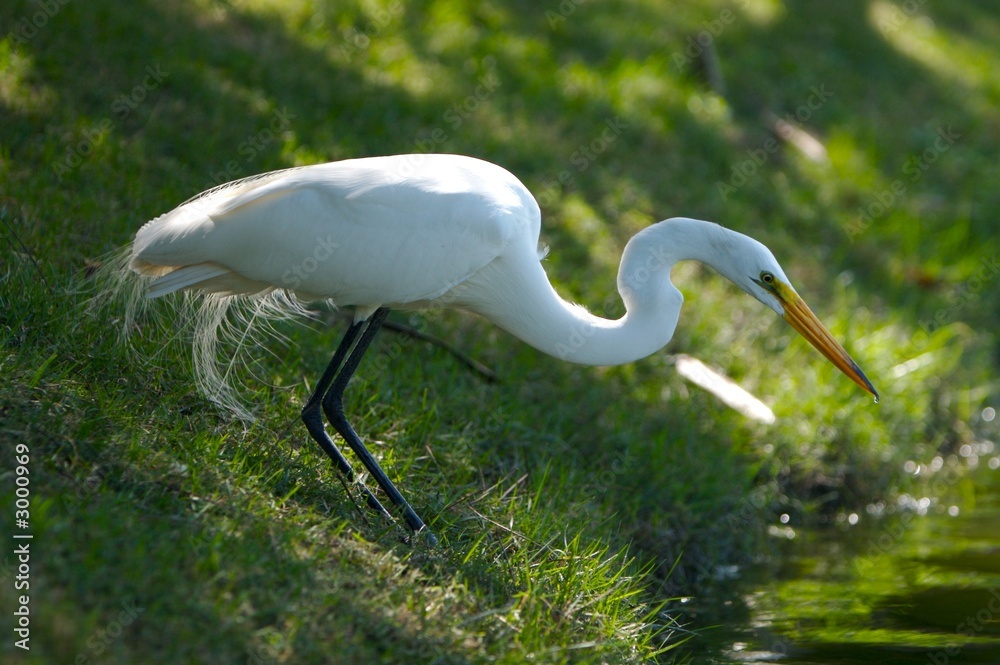 Obraz premium hunting heron