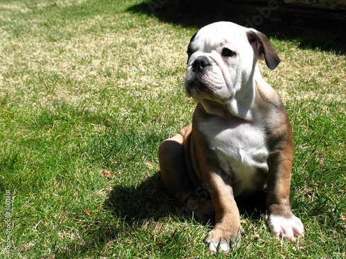 english bulldog
