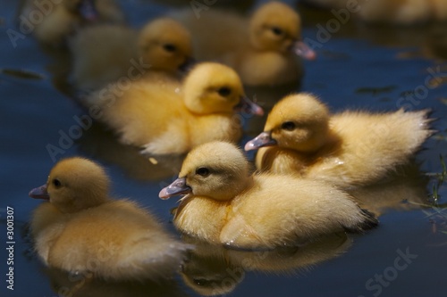 ducklings © Roman Shiyanov