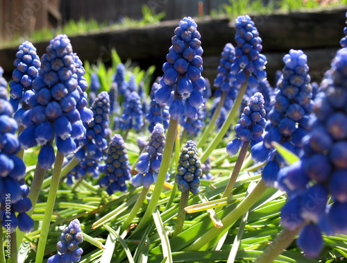 grape hyacinth
