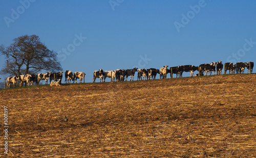 cows on a hillside